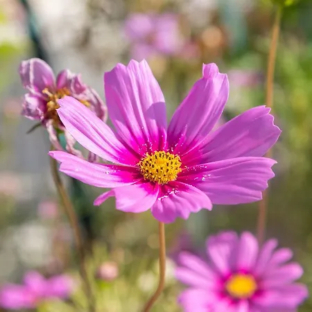 Vinka * 特罗吉尔