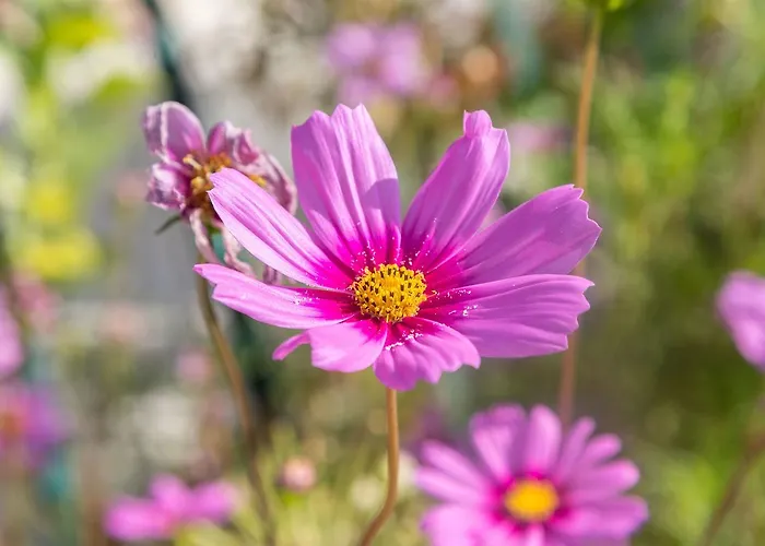 Vinka * Τρογκίρ