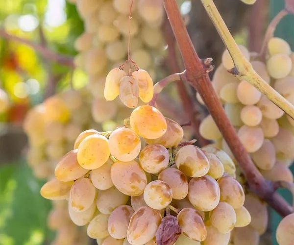 Vinka * トロギール