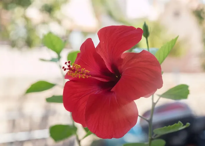 Διαμέρισμα Vinka *